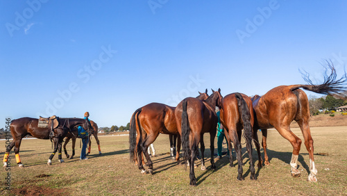 Polo Horse Pony's Grouped Equestrian Sports Field
