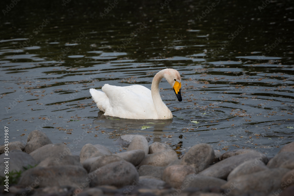 Fototapeta premium White swan swimming in the water in the evening