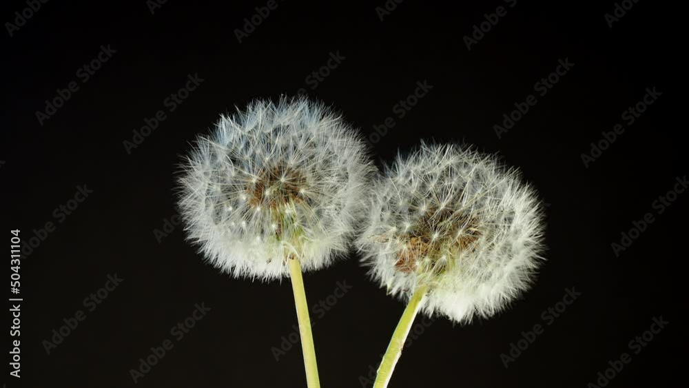 Tokyo, Japan - May 12, 2022: Closeup of parachute ball of dandelion on black background
Tokyo, Japan - May 12, 2022: Closeup of parachute ball of dandelion on black background
