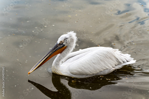 Pelican reflection water bird mouth swimming in lake