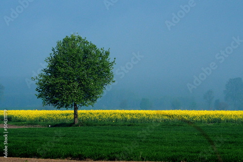 pola, drzew, krajobraz, niebo, charakter,  zieleń, wiosna ,żółty rzepak, polska, rolnictwa, obszarów wiejskich, błękit nieba , farma, kwiat, kwiat, olej rzepakowy, kwiat żółty, roślin, okolica wieś, p