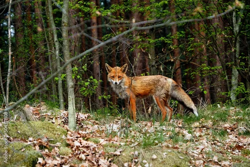 Obraz lis, zwierzak, dzika natura, ssak, lis rudy, czerwień, charakter, dzika, futro, polska, podkarpacie, las, myśliwy, 