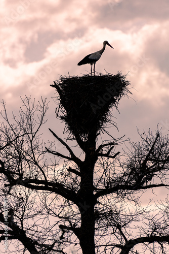 White stork in the nest built in a tree. Ciconia ciconia.