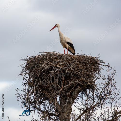 White stork in its large nest built in a tree. Ciconia ciconia.