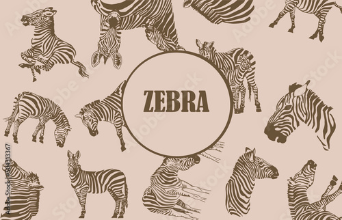  vintage pattern zebra with text in the middle   stylish cover for for fabric  postcards  wallpapers graphical vector illustration with sepia background
