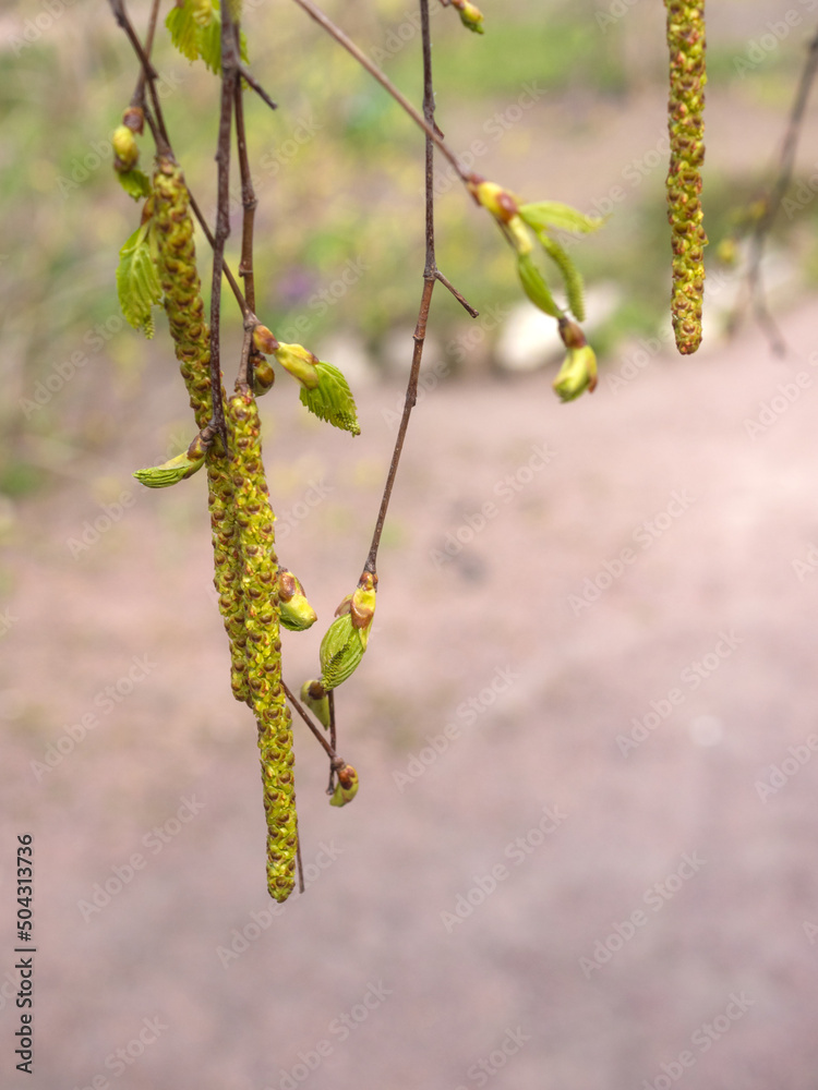Fototapeta premium birch buds and leaves in spring