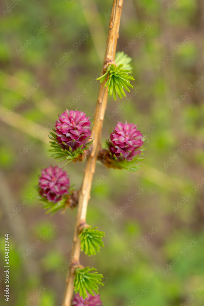 larch branch with red buds