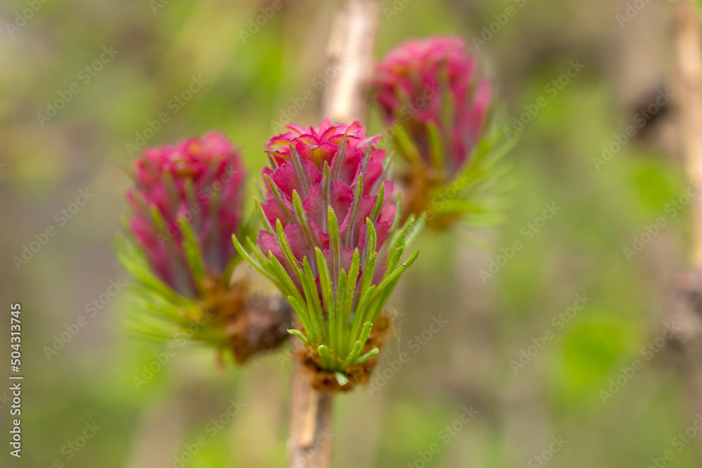 red larch buds red larch buds