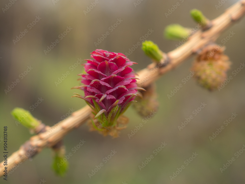 larch buds in spring day larch buds in spring day
