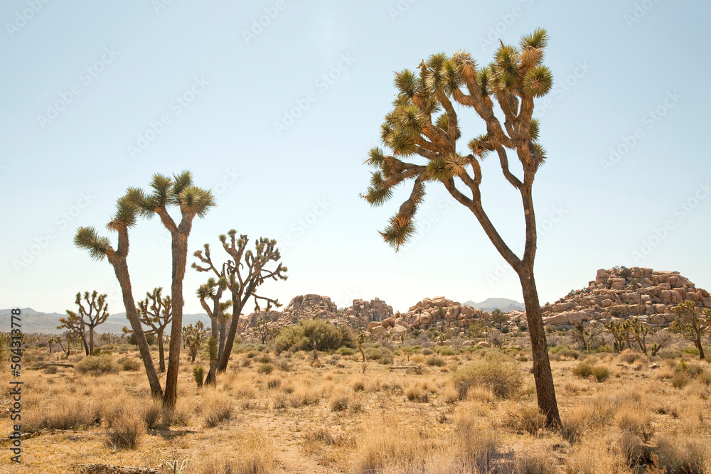 Joshua Tree National Park natural landscape