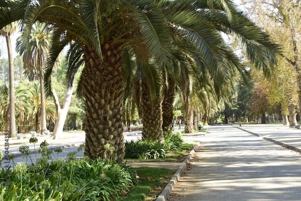 Palm trees in the city park. Santiago, Chile