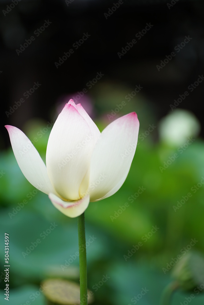 Obraz premium 宇治の三室戸寺の蓮の花