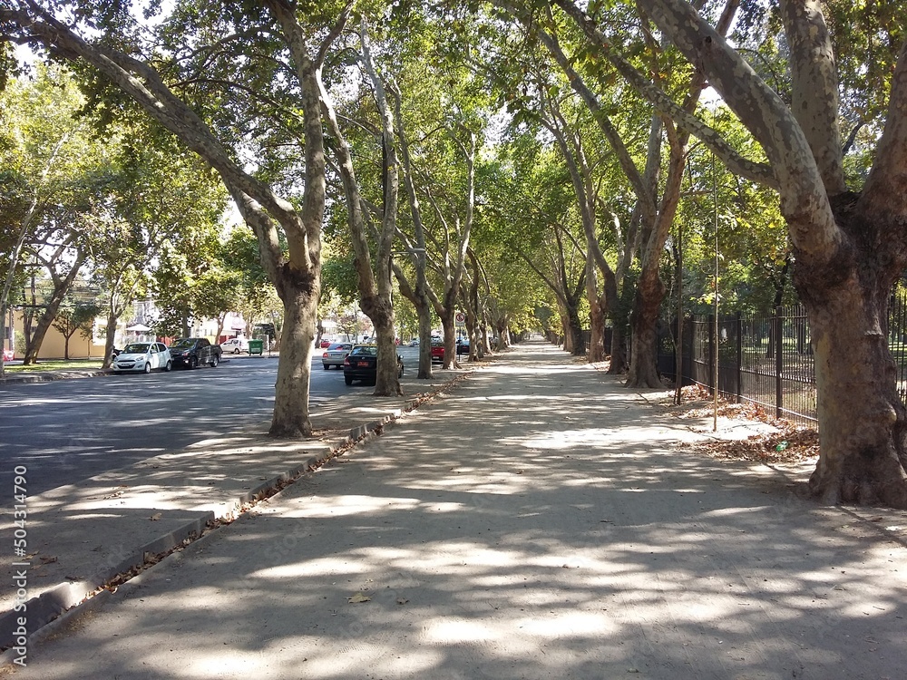 Sidewalk with trees along the roadway. Santiago Chile.