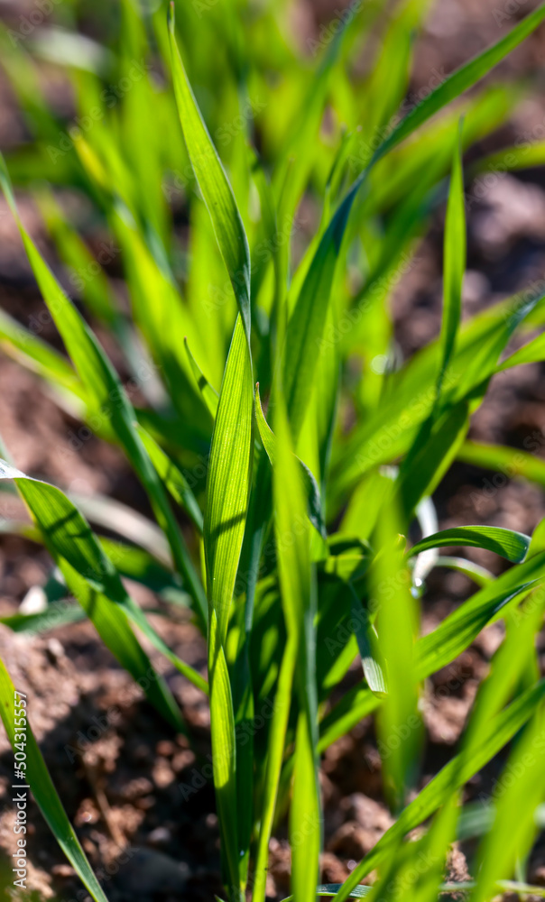 young wheat growing on the territory of an agricultural field young wheat growing on the territory of an agricultural field