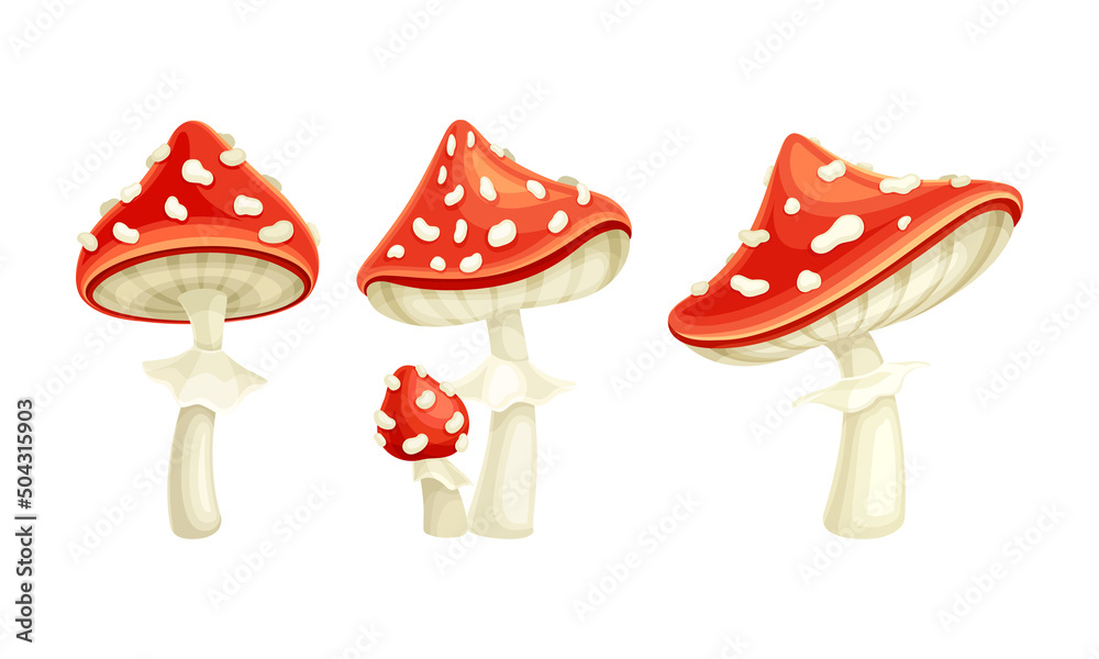 Fly Agaric or Fly Amanita White-spotted Mushroom with Red Cap Vector Set