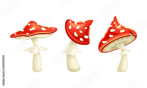 Fly Agaric or Fly Amanita White-spotted Mushroom with Red Cap Vector Set