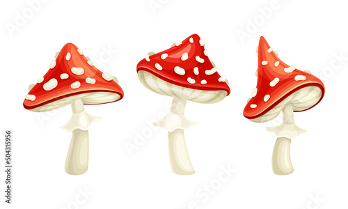 Fly Agaric or Fly Amanita White-spotted Mushroom with Red Cap Vector Set