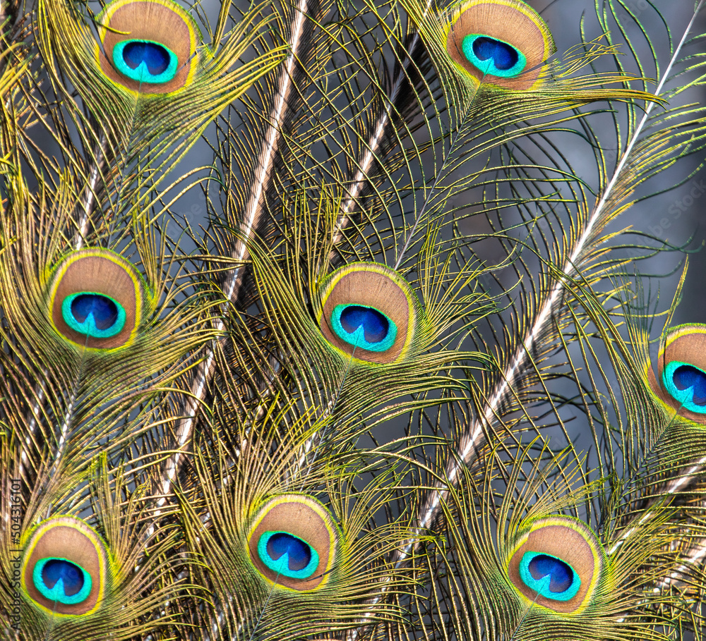 Fototapeta premium Multicolored peacock feathers as a background.