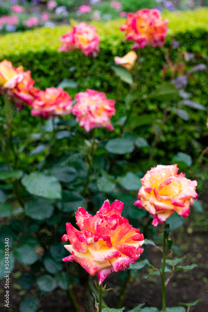 薔薇 薔薇