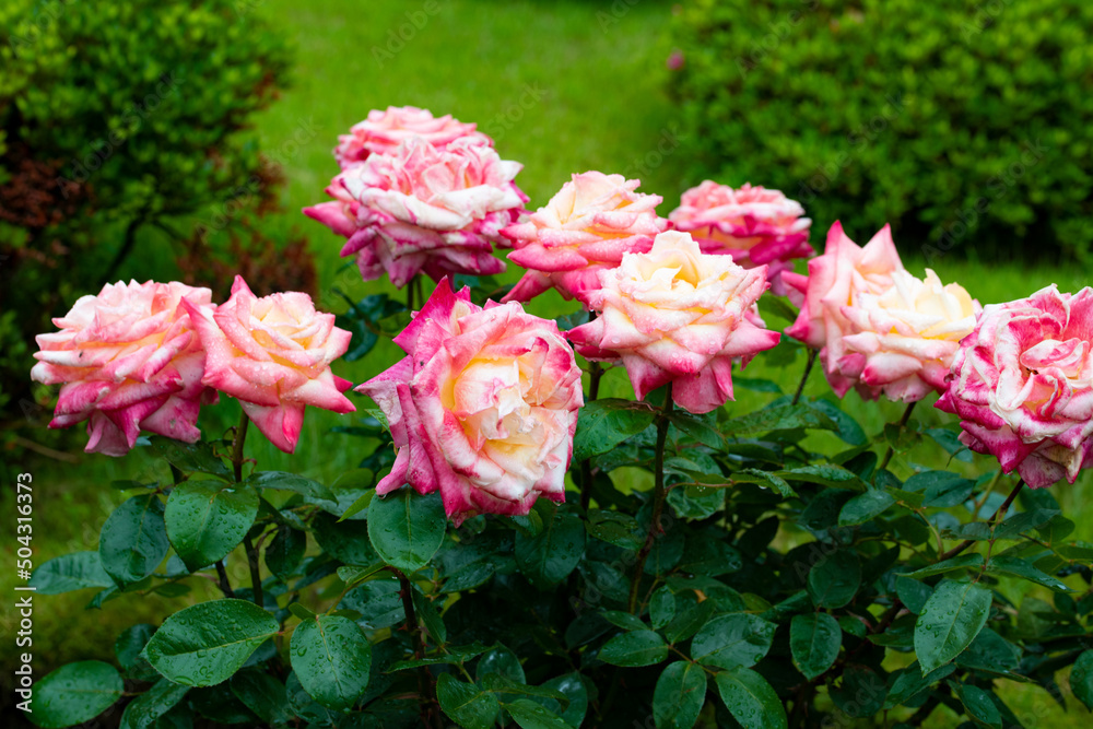 薔薇 薔薇