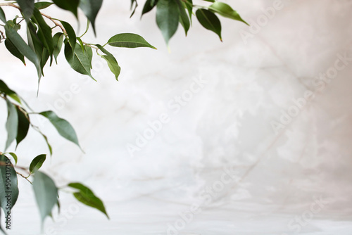 empty space and ficus leaves, natural background