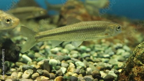 moroko japanese river fish（モロコ 川魚 淡水魚）
 photo