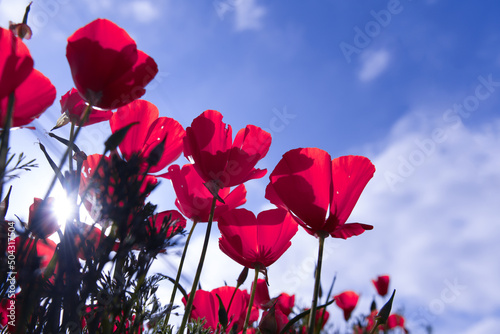 Poppy flower for Remembrance Day  Memorial Day  Anzac Day. Field of red poppy flowers to honour fallen veterans soldiers in battle of Anzac armistice day.