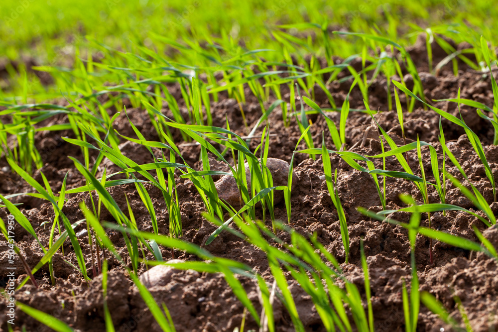 young wheat growing on the territory of an agricultural field young wheat growing on the territory of an agricultural field