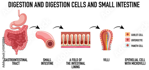 Diagram showing digestion cells