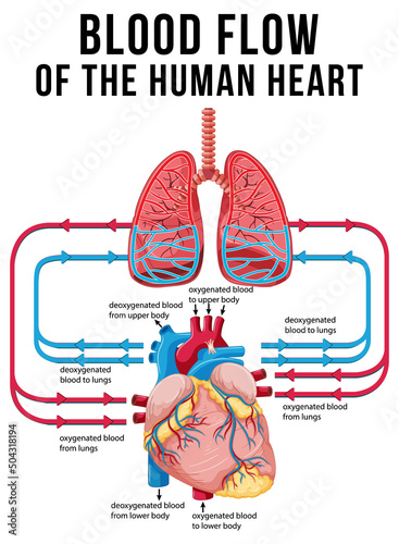 Diagram showing blood flow in human heart