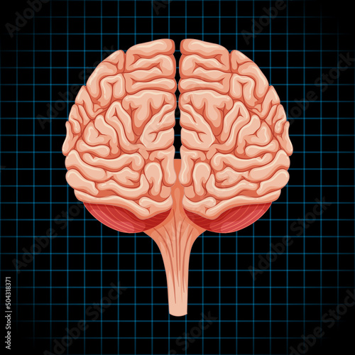 Human internal organ with brain