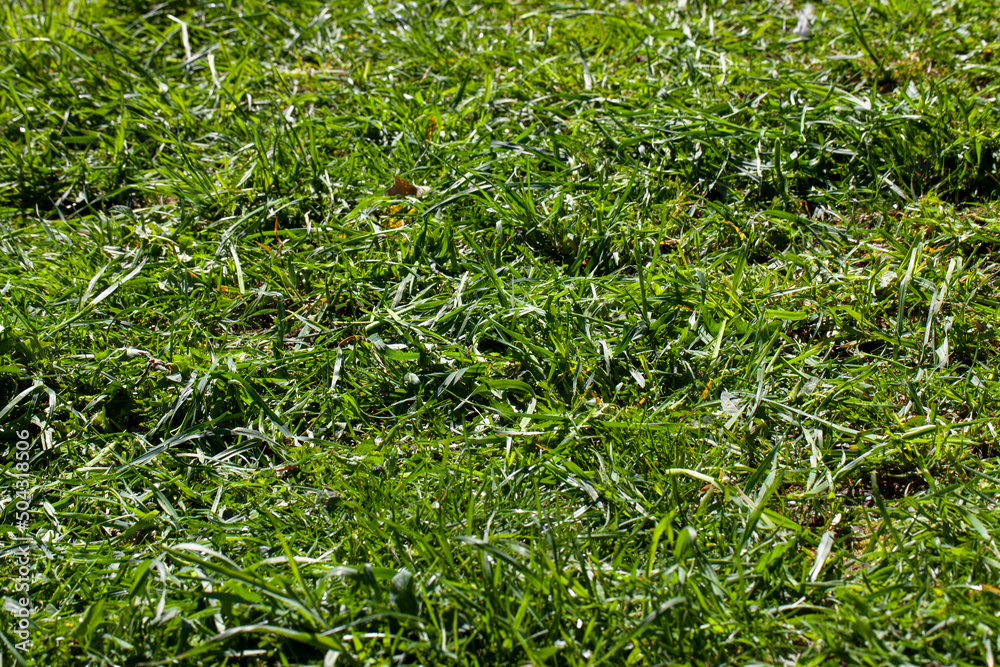 sluggish and dried grass during the harvesting of hay for agriculture sluggish and dried grass during the harvesting of hay for agriculture