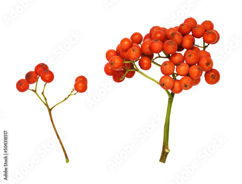 Set of orange autumn rowanberries isolated photo