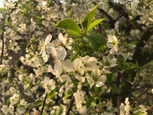 Flowers of trees in summer and spring. The color of the apple tree is white and pink. For postcards and brochures  for the Internet.