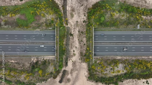 Ecoduct ecopassage or animal bridge crossing over the A12 highway in the Netherlands. Structure connecting forrest ecology landscape over the freeway photo