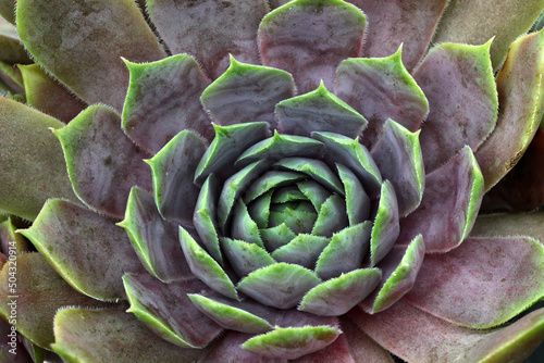 Beautiful pink and green Sempervivum plant - houseleek rosettes, colourful and bright in the sunshine garden.	