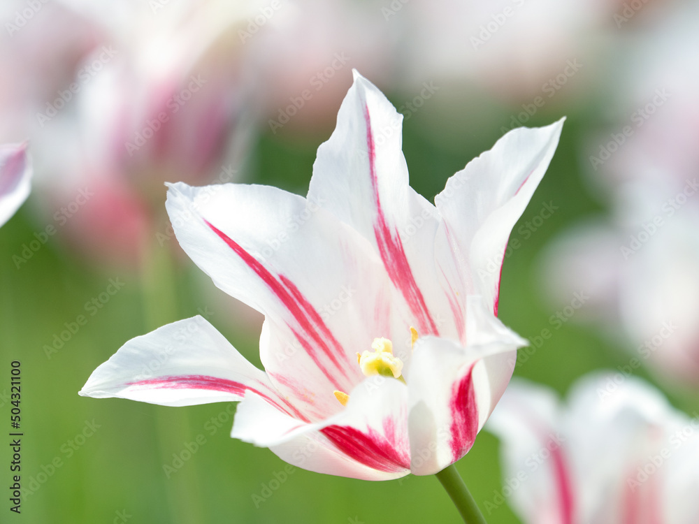 Fototapeta premium チューリップ畑