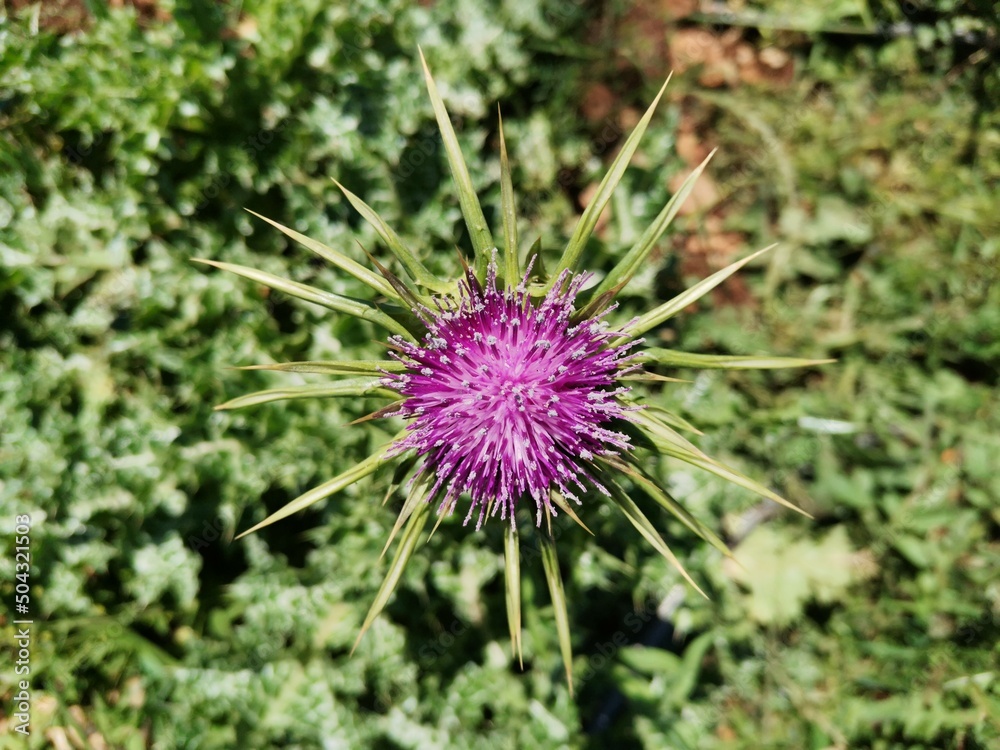 thistle in bloom thistle in bloom