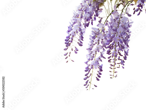 Fabaceae flower in Spring on isolate white background