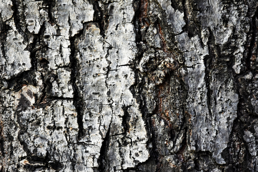 Fototapeta premium The bark is dry and naturally cracked for the background.