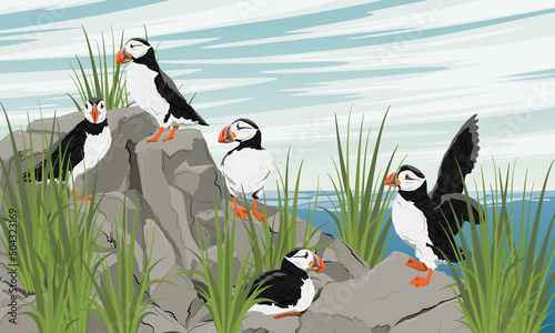 A flock of Atlantic puffins on a rocky seashore. Scandinavian bird Fratercula arctica or common puffin. Realistic vector landscape