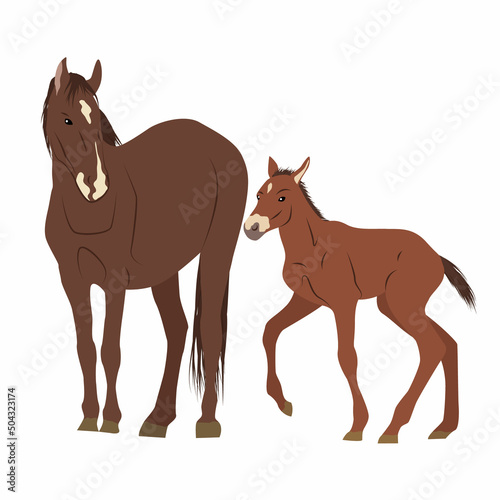 Brown horse with a white spot on the forehead and her foal. Domestic and wild vector animals