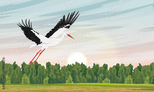 The white stork takes off from the clearing at dawn. Realistic vector landscape