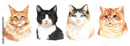 Set of watercolor portraits of 4 cat breeds. Cat watercolor. Watercolour painting cat clipping path isolated on white background. Graphic for fabric, T-shirt, greeting card, sticker. photo