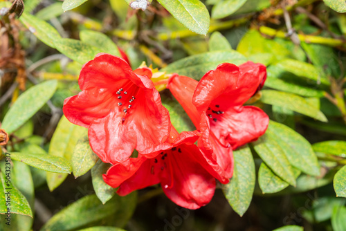Rhododendron neriiflorum photo