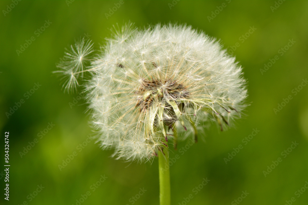 Fototapeta premium Dandelion flower