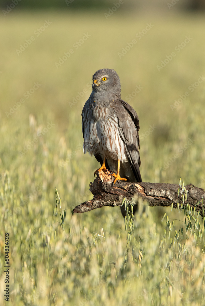 Fototapeta premium Montagu’s harrier male in his breeding territory with the first light of a spring morning