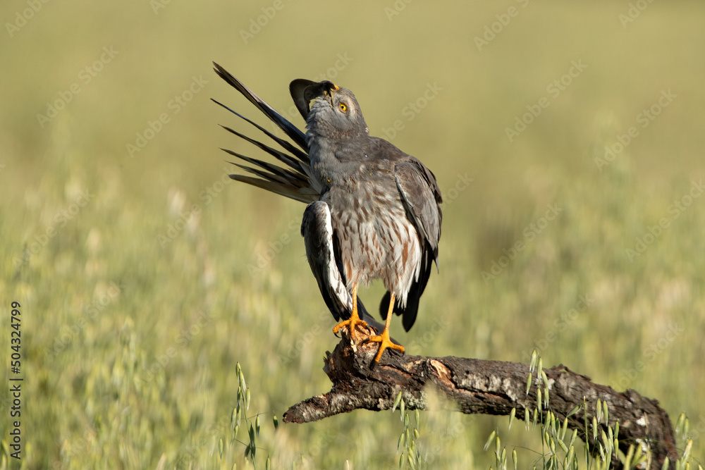 Obraz premium Adult male of Montagu's harrier in a cereal steppe in central Spain in his breeding territory with the first light of a spring day
