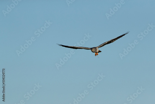 Montagu s harrier male flying in his breeding territory with the first light of the morning