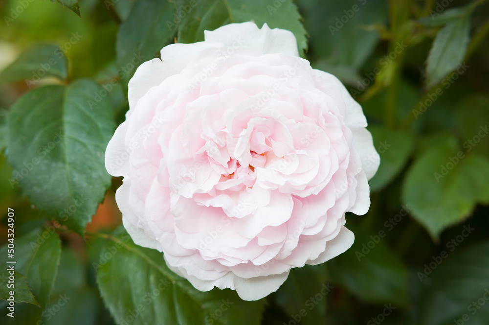 Single pink rose flower on a rose bush Single pink rose flower on a rose bush